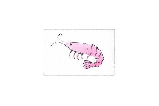 Scribble & Daub - Shrimp Greetings Card